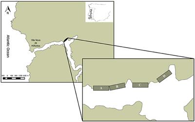 DNA Barcoding and Morphological Identification of Benthic Nematodes Assemblages of Estuarine Intertidal Sediments: Advances in Molecular Tools for Biodiversity Assessment